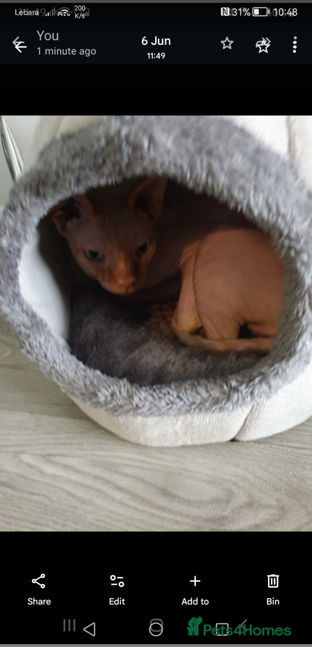 Sphynx cats for sale: Spynx male cat - Advert 3