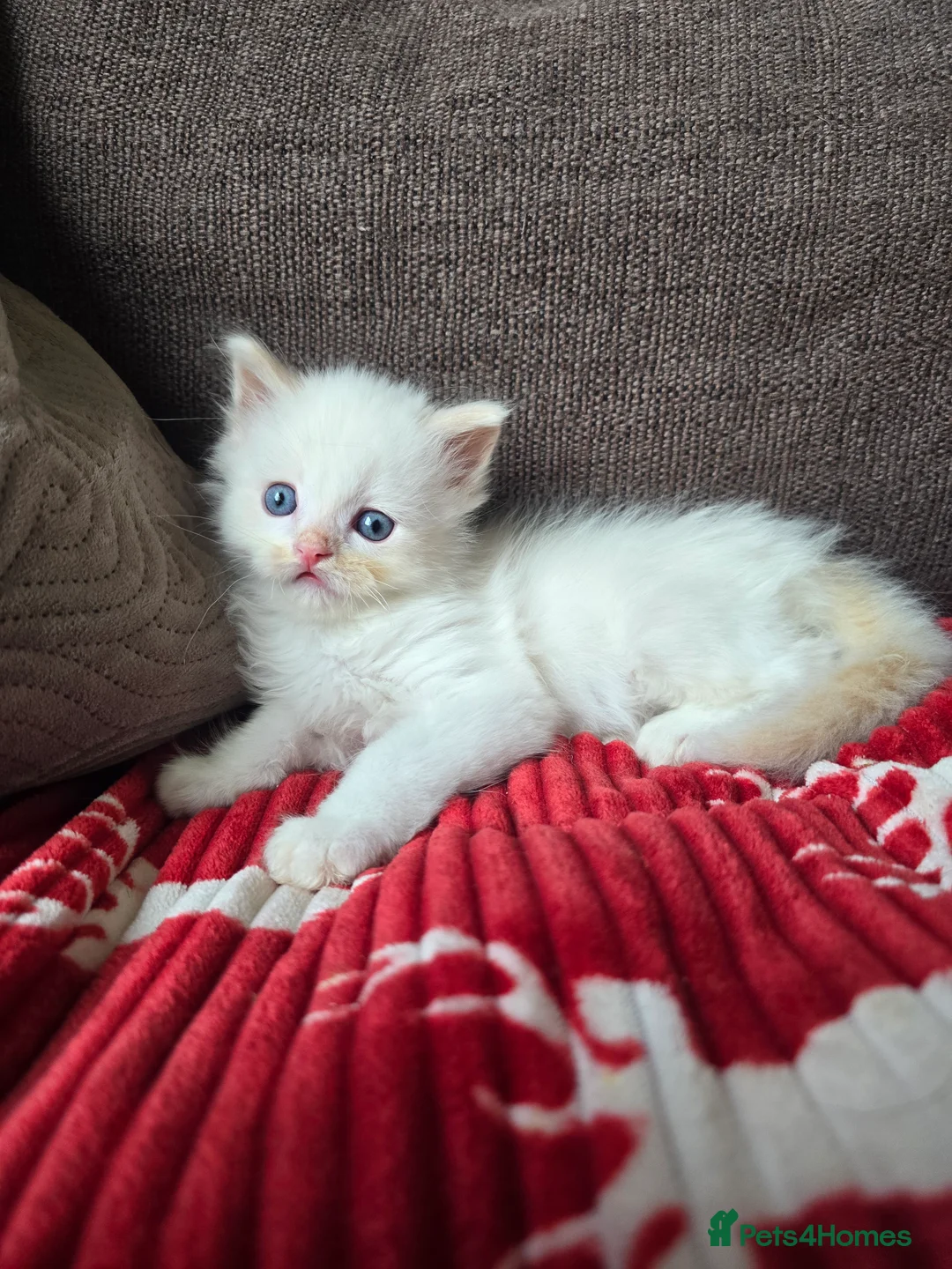 Ragdoll cats for sale: Gorgeous boy looking for loving home - Advert 3
