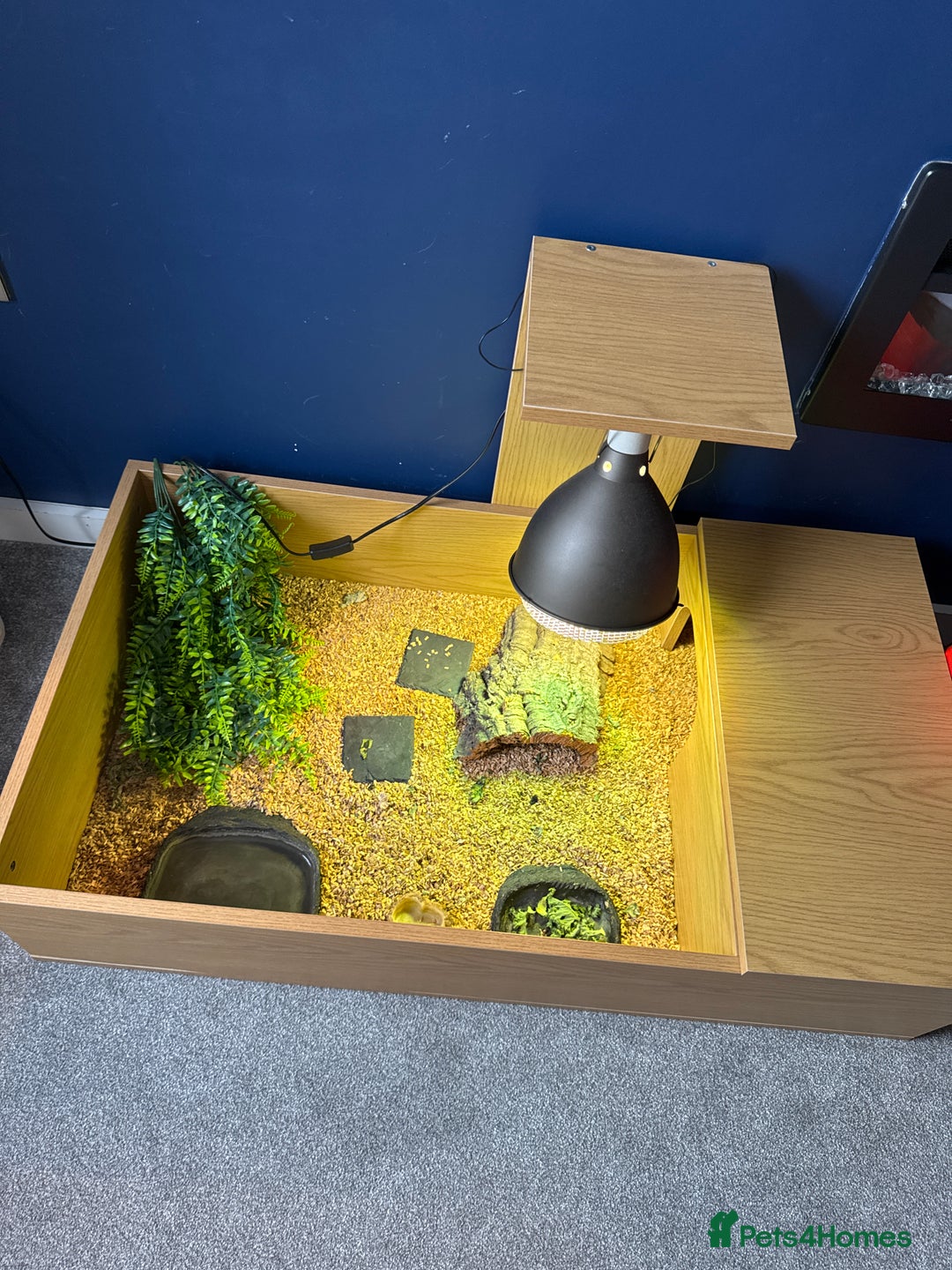 Tortoise reptiles for sale: 3 month old tortoise & set up - Image 1