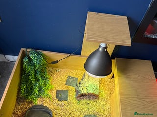 Tortoise reptiles 3 month old tortoise & set up - Advert 5