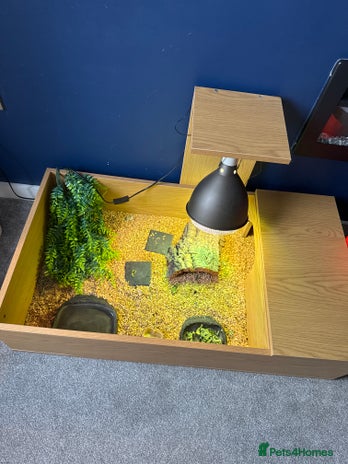 Tortoise reptiles - Advert 1