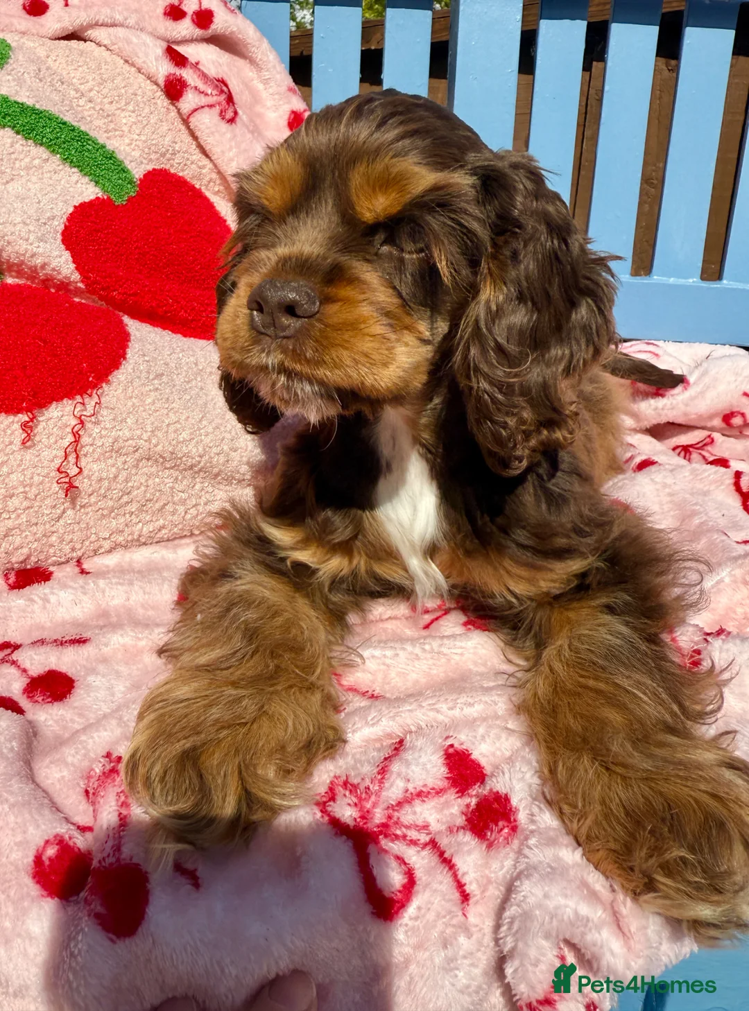 American Cocker Spaniel dogs for sale: KC reg. pure American Cocker Spaniel puppies  - Advert 1