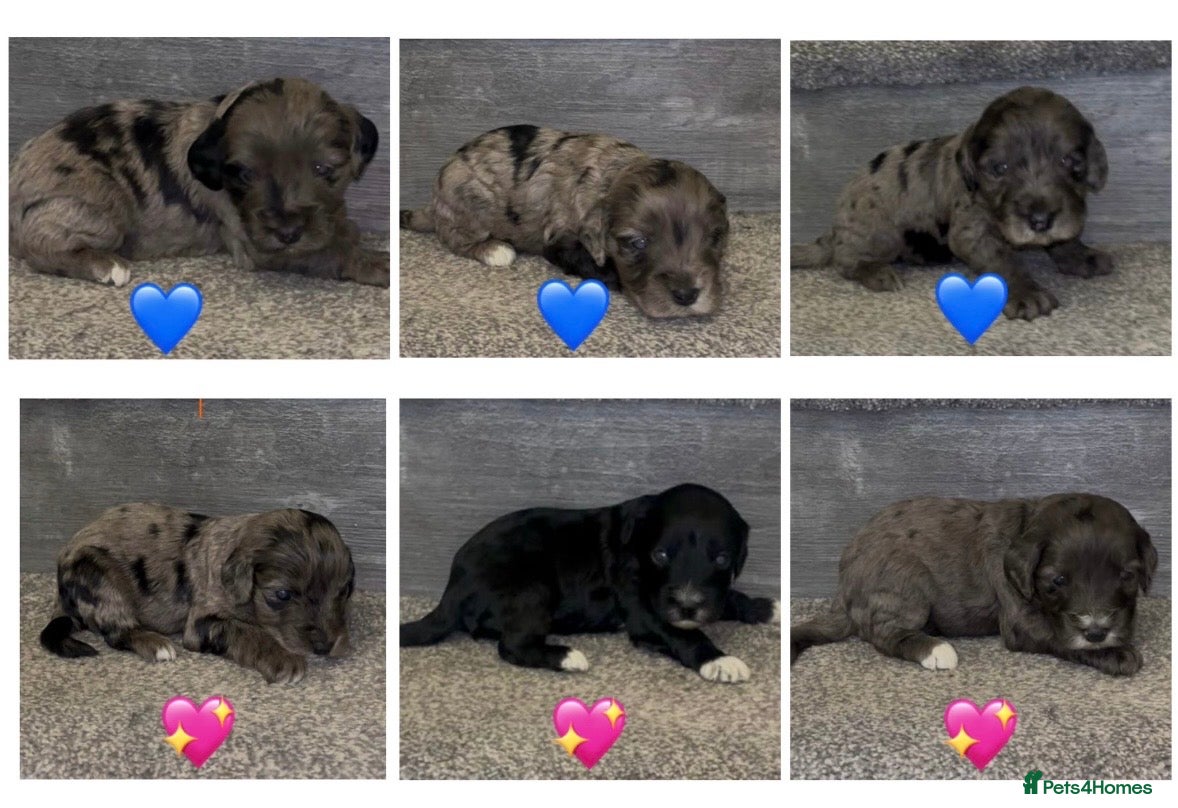 Cockapoo dogs Beautiful cockerpoo F1 puppies  - Advert 8