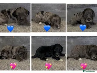 Cockapoo dogs Beautiful cockerpoo F1 puppies - Advert 8