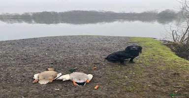 Cocker Spaniel dogs - Advert 18