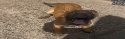 Mixed Breed dogs for sale: Litter of 10 Gsd X Mal  - Advert 10