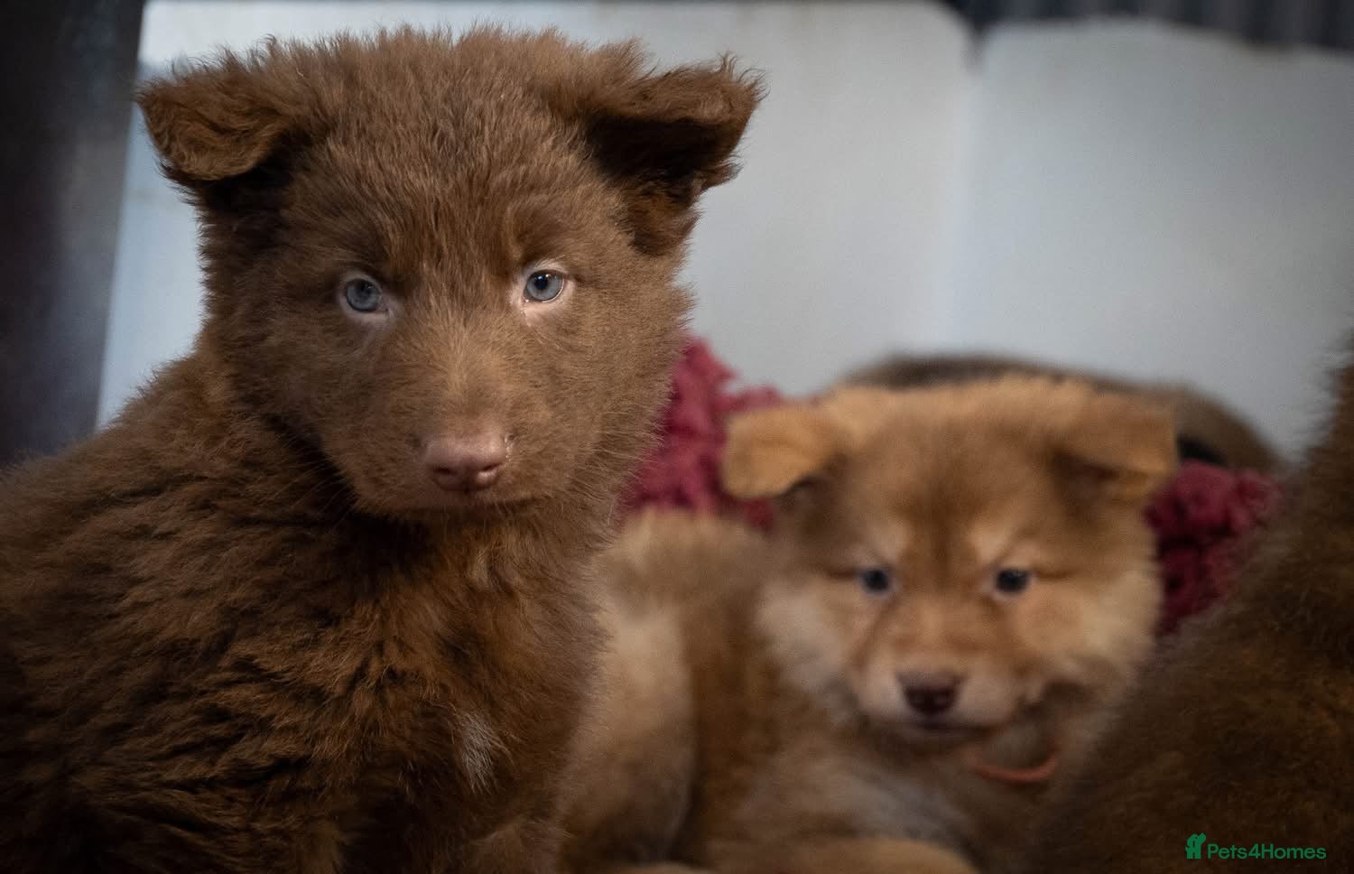 German Shepherd dogs Extensively Health Tested Puppies 🐾 - Advert 5