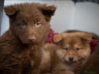 German Shepherd dogs Extensively Health Tested Puppies 🐾 - Advert 2