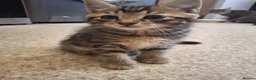 Siberian cats for sale: Siberian mix in Rushden - Advert 5