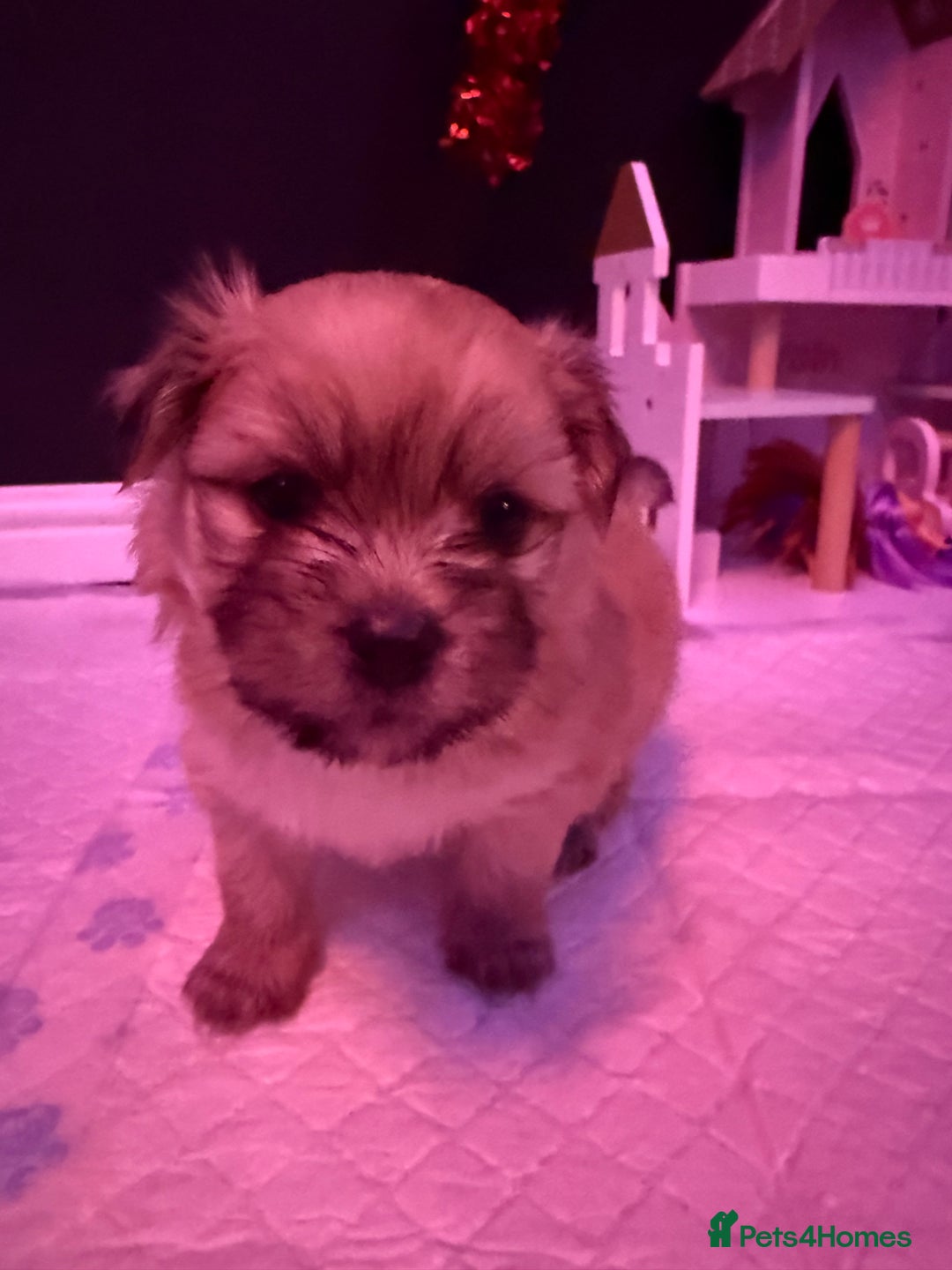 Mixed Breed dogs for sale: Beautiful pups for sale!  - Advert 15