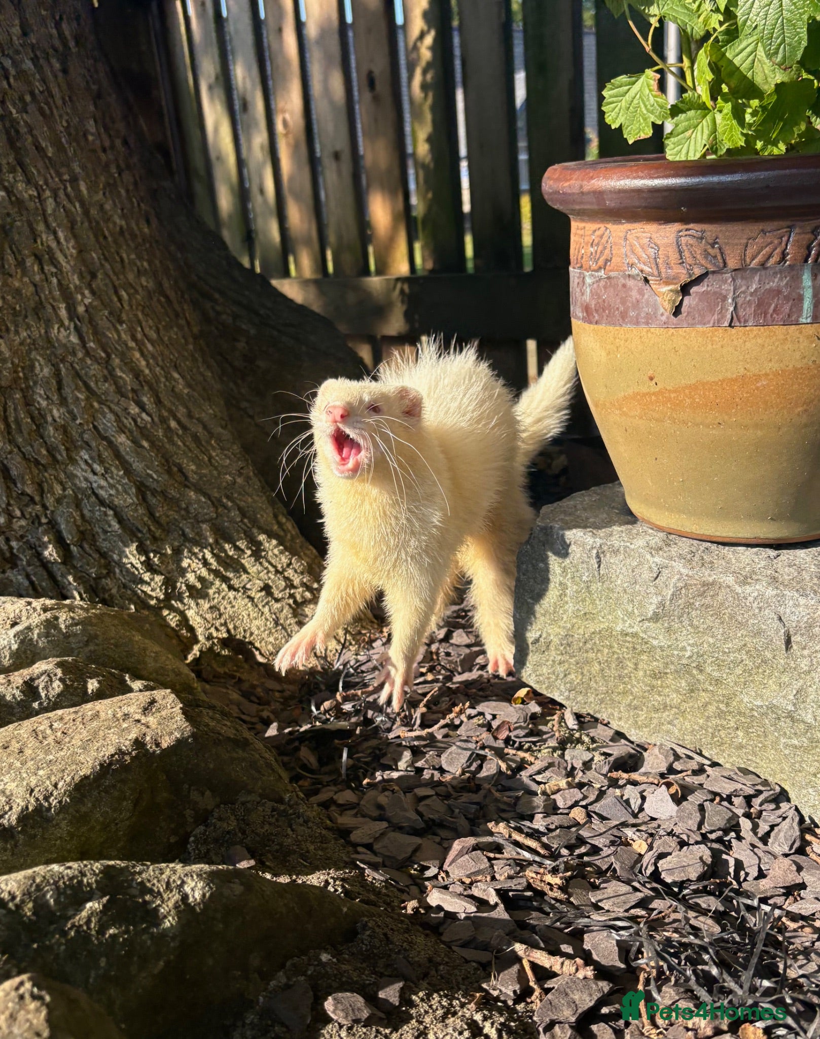 Ferret rodents Kits for sale  - Advert 3