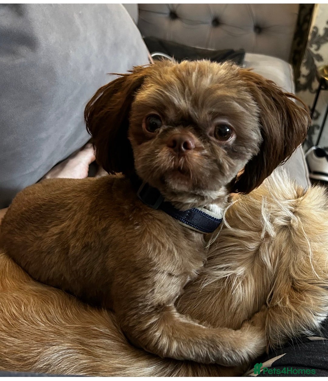 Shih Tzu dogs for sale: Beautiful shih tzu pups for sale  - Advert 2