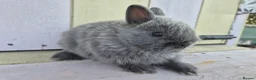 Netherland Dwarf rabbits for sale: 💜 Blue and sable netherland dwarfs babies 💜 - Advert 5