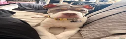 Mixed Breed dogs for sale: Chester  - Advert 4