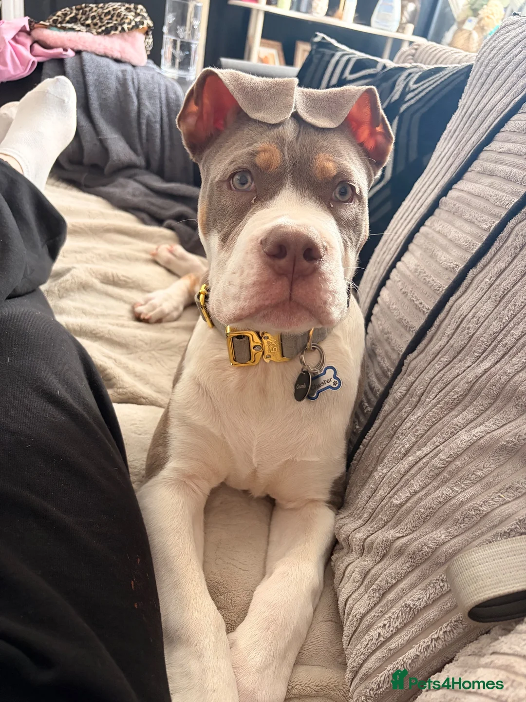 Mixed Breed dogs for sale: Chester  - Advert 4