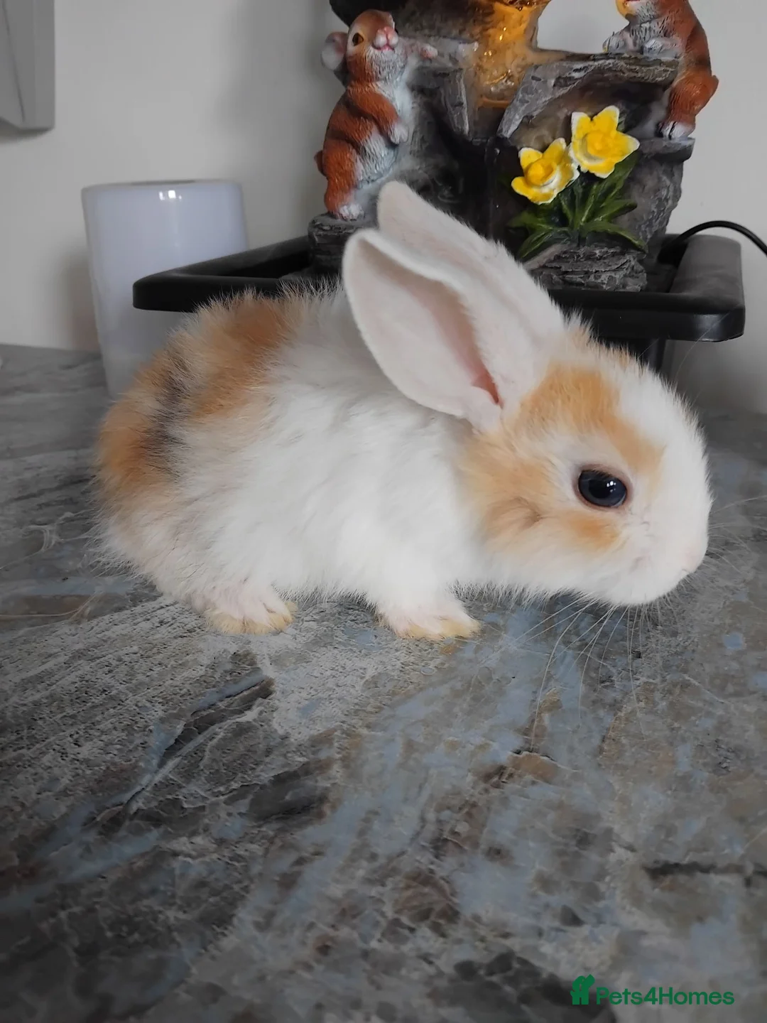 Dwarf Lop rabbits for sale: Baby lops - Advert 4