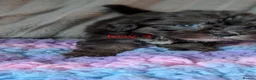 Mixed Breed dogs for sale: Cockapoo x Yorkiepoo puppies available now  in Telford - Advert 14