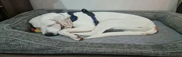 Mixed Breed dogs for sale: Handsome Paddy in Addlestone - Advert 2