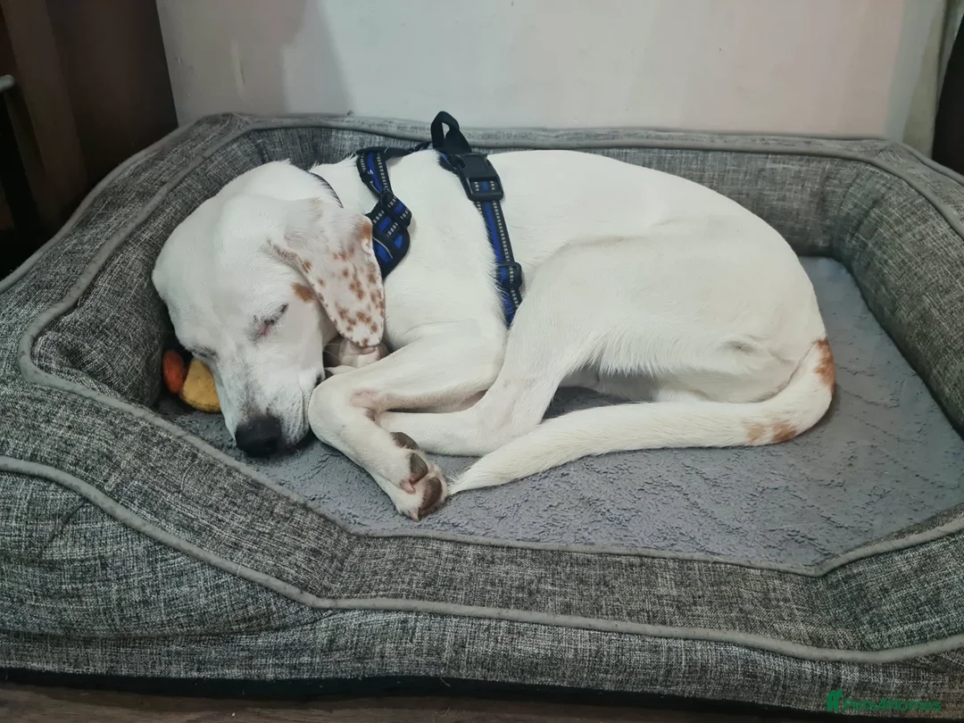 Mixed Breed dogs for sale: Handsome Paddy in Addlestone - Advert 2