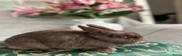 Netherland Dwarf rabbits for sale: choc brown Netherland dwarfs female adult - Advert 5