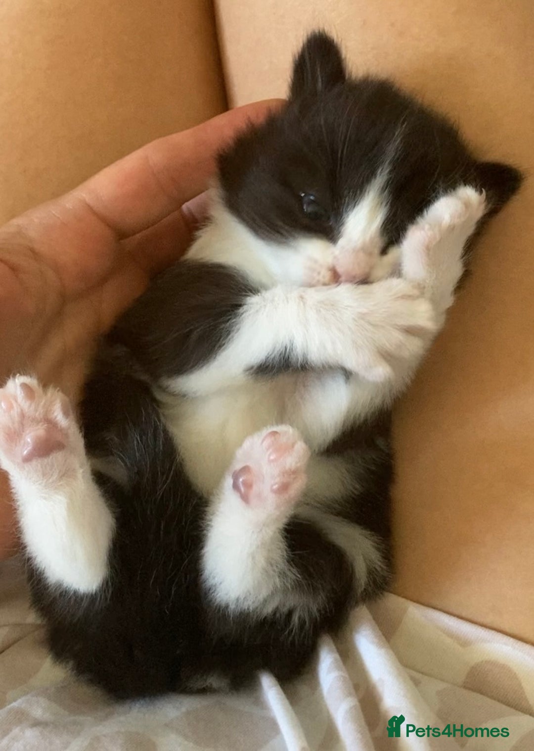 Mixed Breed cats for sale: Beautiful British Shorthair Mix Kittens - Image 11