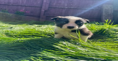 Border Collie dogs - Advert 8