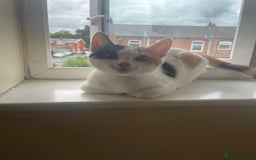 American Shorthair cats for sale: American shorthair x Turkish van kitten  - Image 1