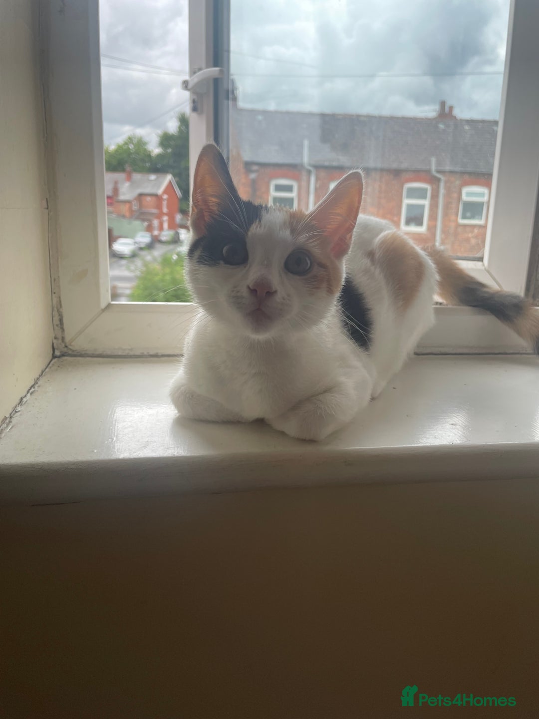 American Shorthair cats for sale: American shorthair x Turkish van kitten  - Image 1