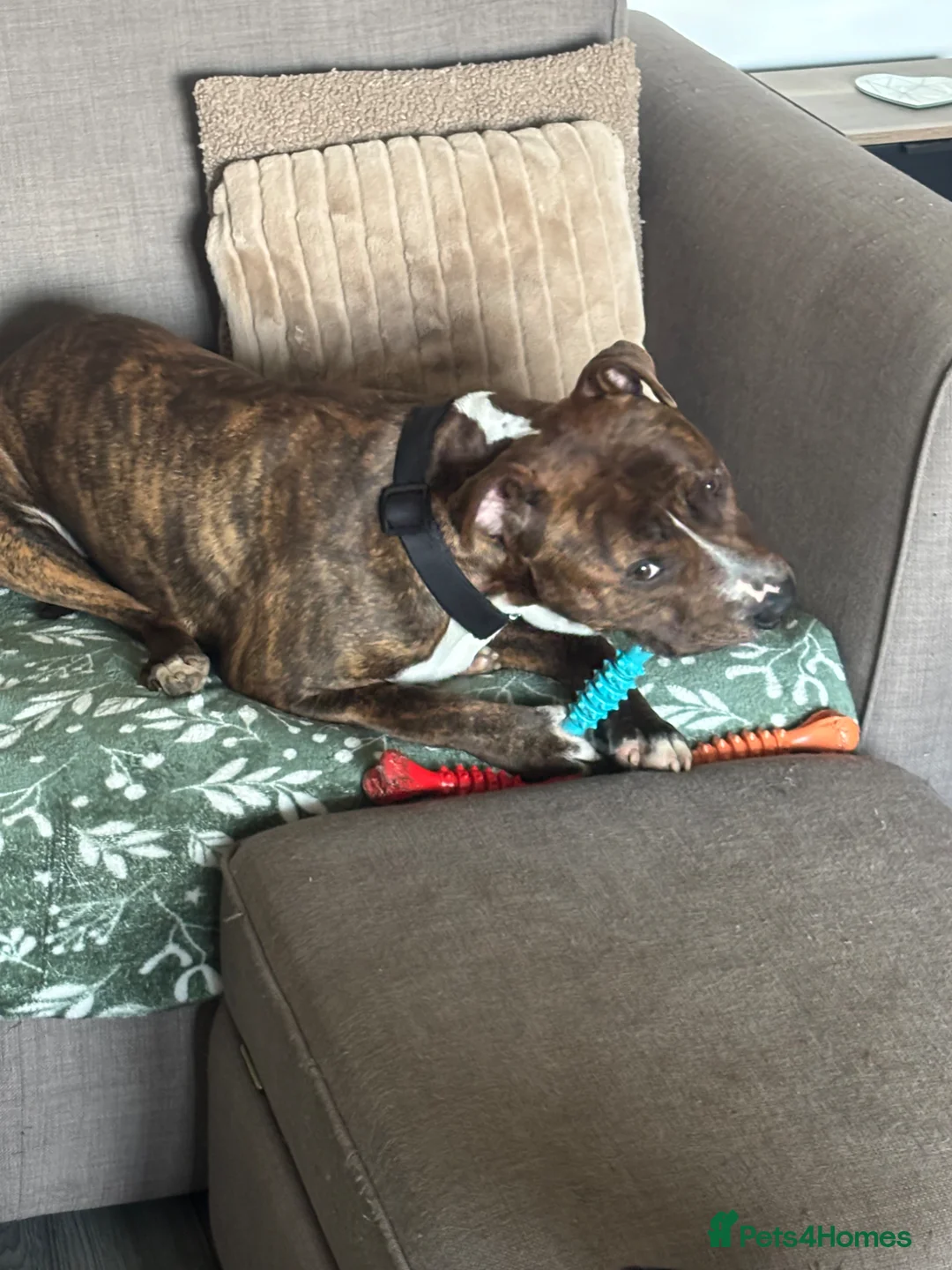 Staffordshire Bull Terrier dogs for sale: 10 month old male Staffy cross - Advert 4