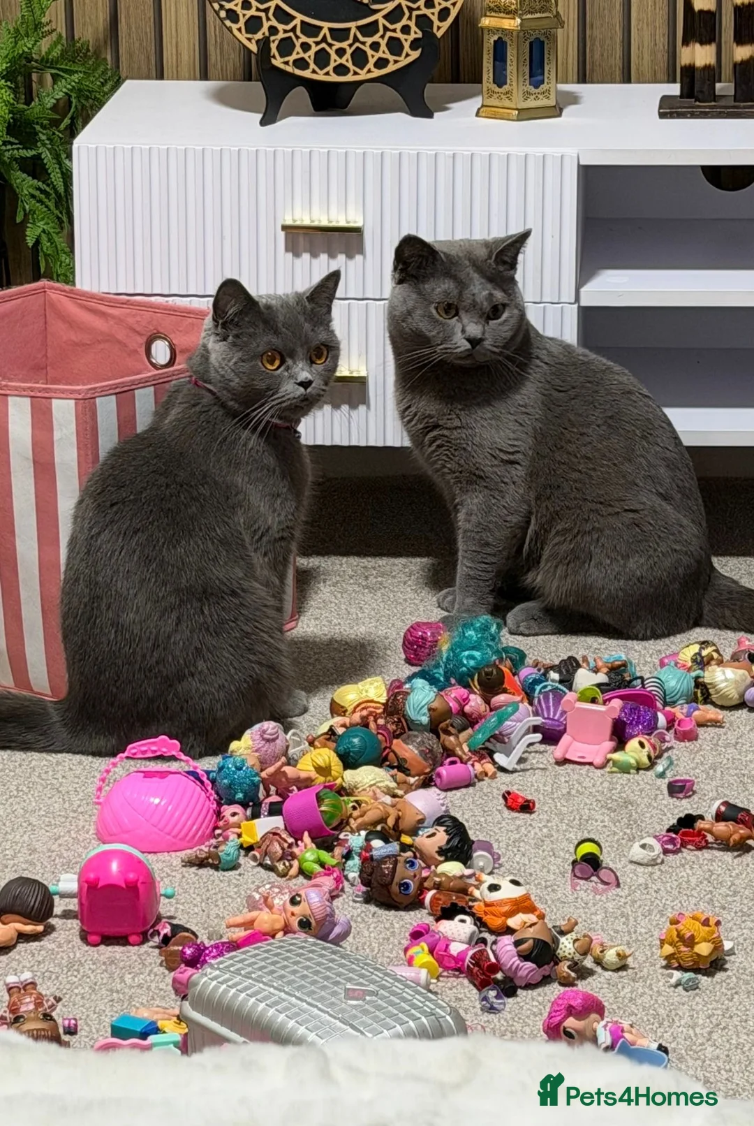 British Shorthair cats for sale: British shorthair kitten - Advert 2