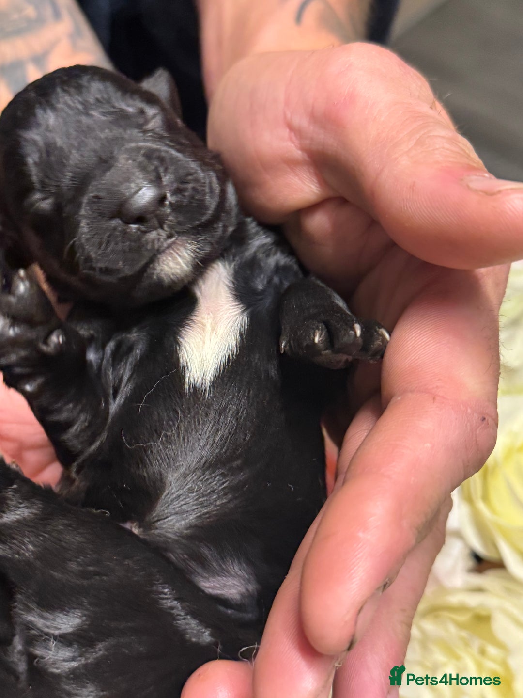 Cocker Spaniel dogs for sale: Merle cocker spaniels  - Image 22