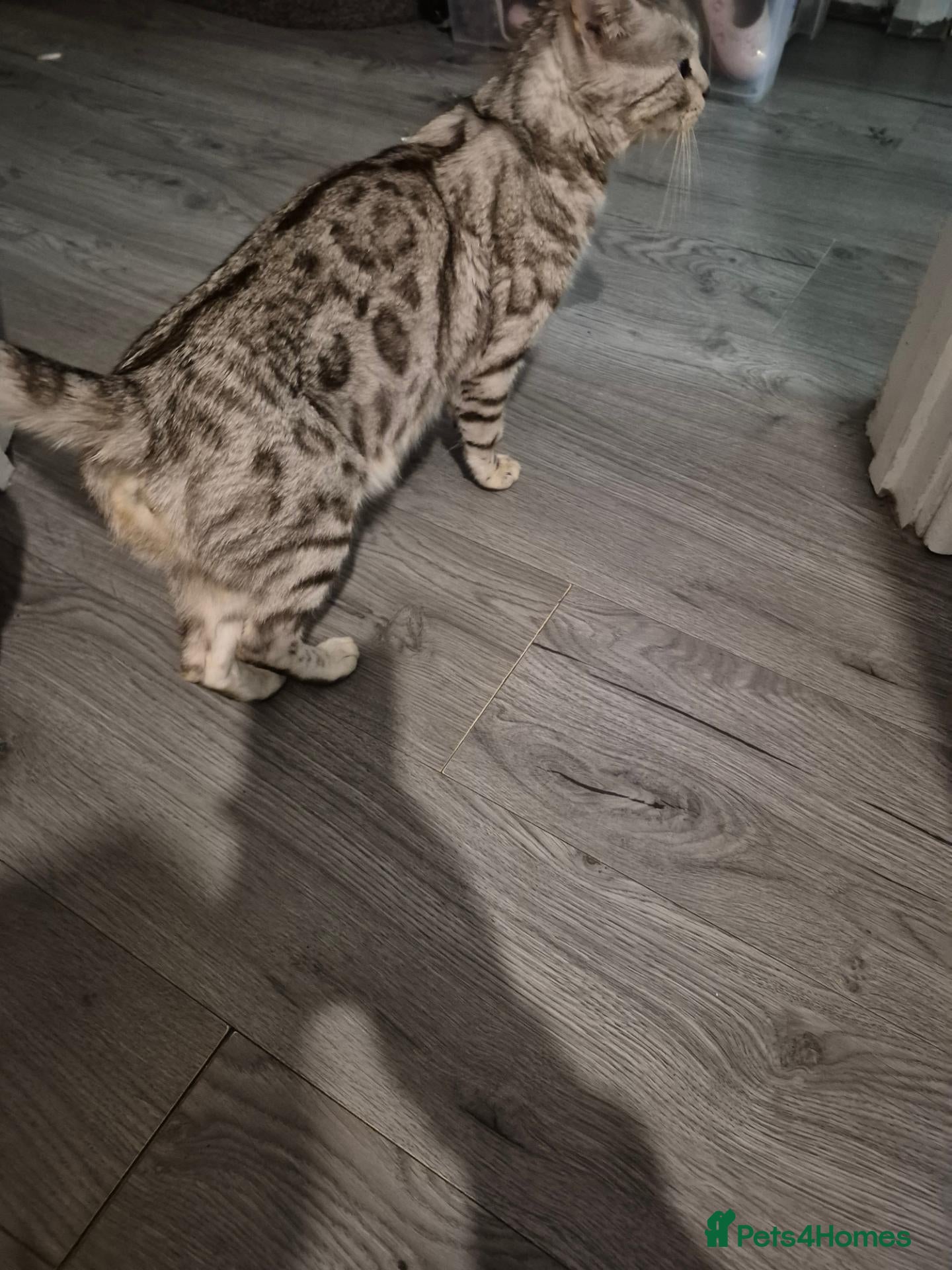 Mixed Breed cats Mixed bengal kittens - Advert 1
