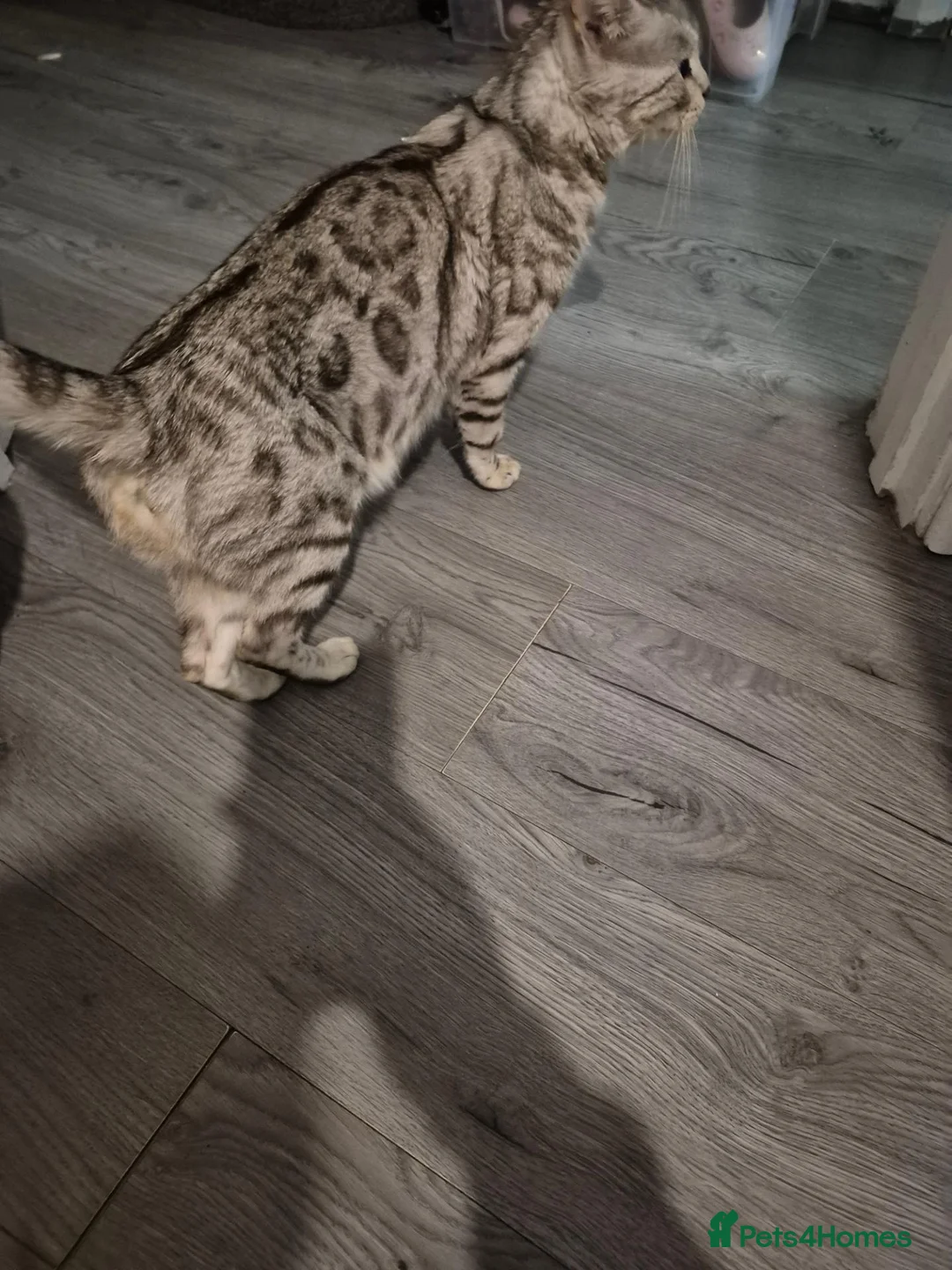 Mixed Breed cats for sale: Mixed bengal kittens - Advert 1