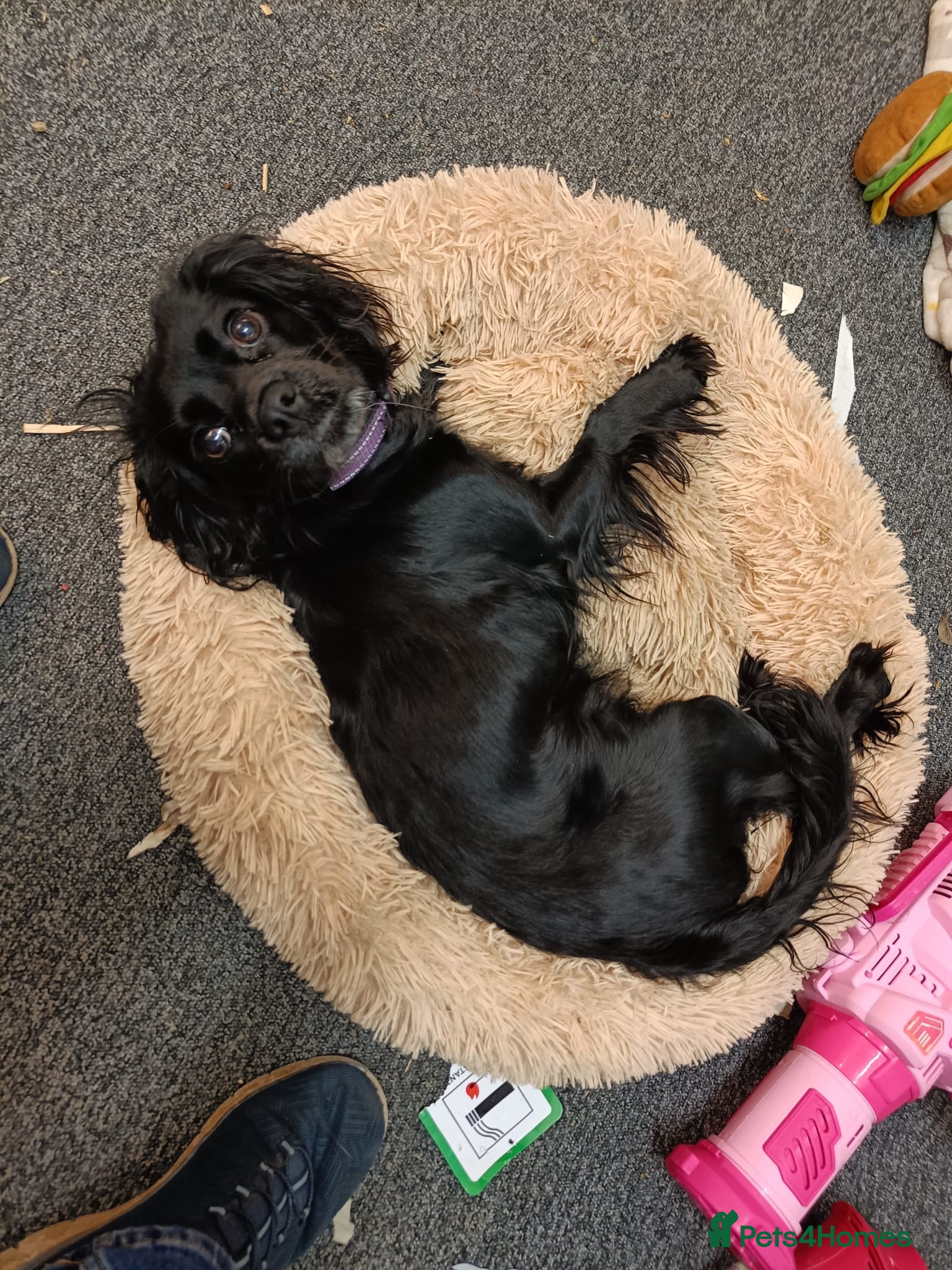 Cockalier dogs Loving and sweet pup looking for the perfect home - Advert 2