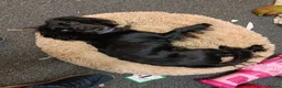 Cockalier dogs for sale: Loving and sweet pup looking for the perfect home in Norwich - Advert 2