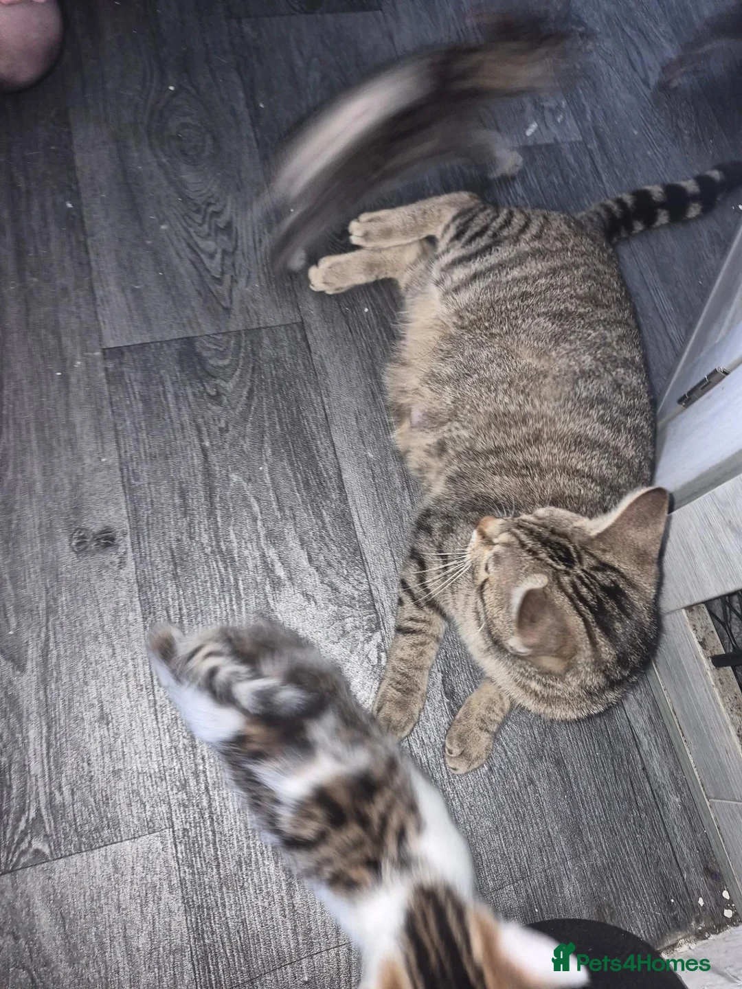 Mixed Breed cats for sale: 2 bengal x tabby beautiful girls - Advert 1