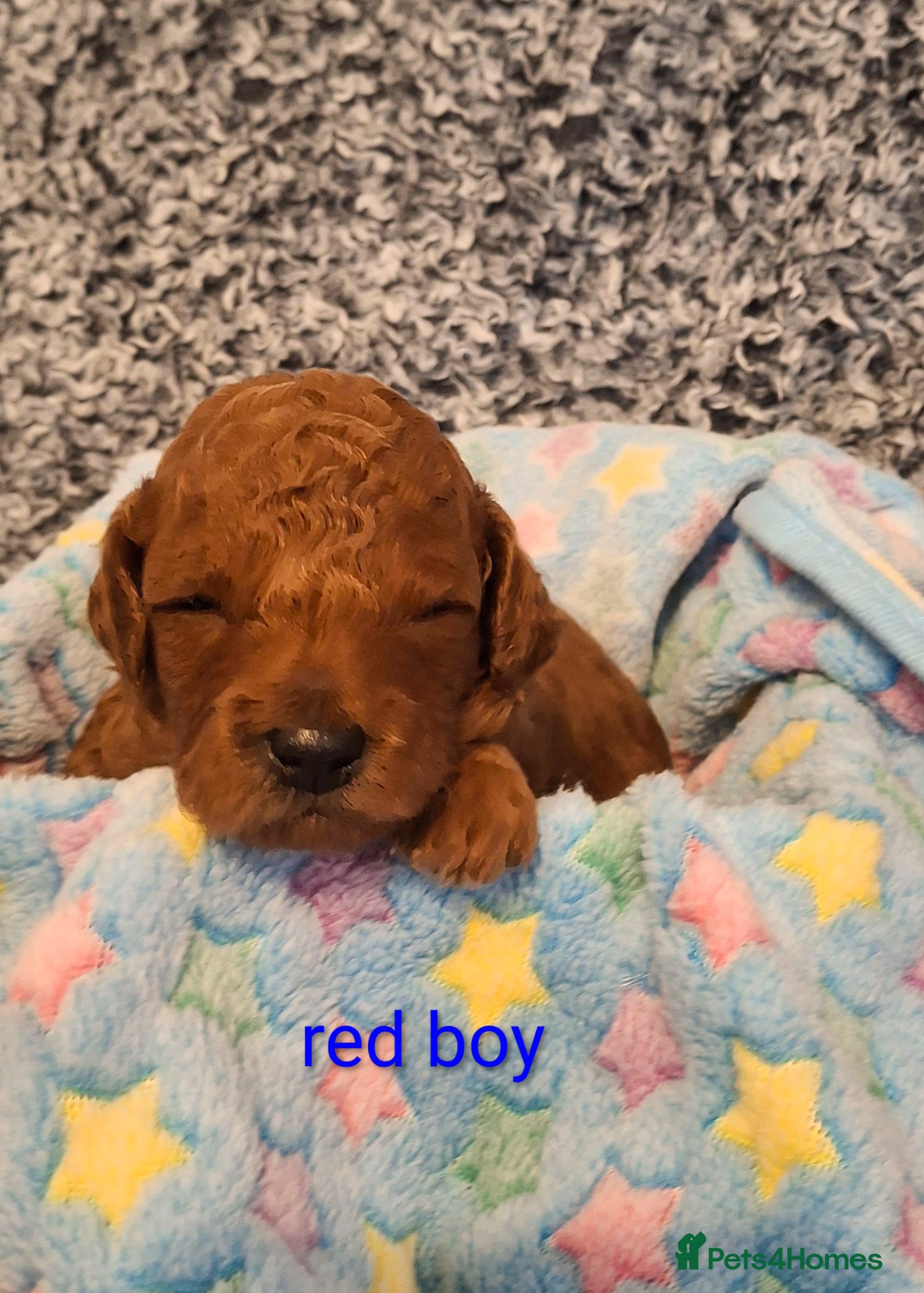 Toy Poodle Puppy 2