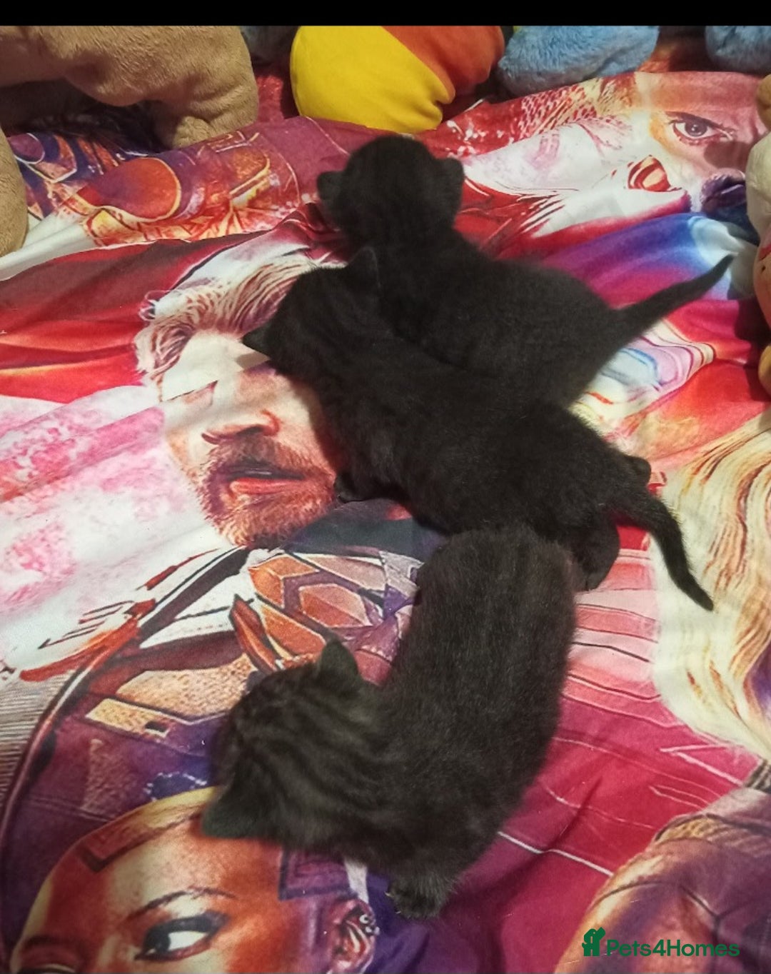 British Shorthair cats for sale: Blue Russian Mix  - Image 9