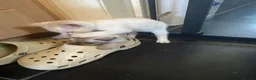 Bengal cats for sale: BEAUTIFUL❤️ OUTSTANDING FELINES KITTENS 🐈‍⬛❤️ - Advert 12