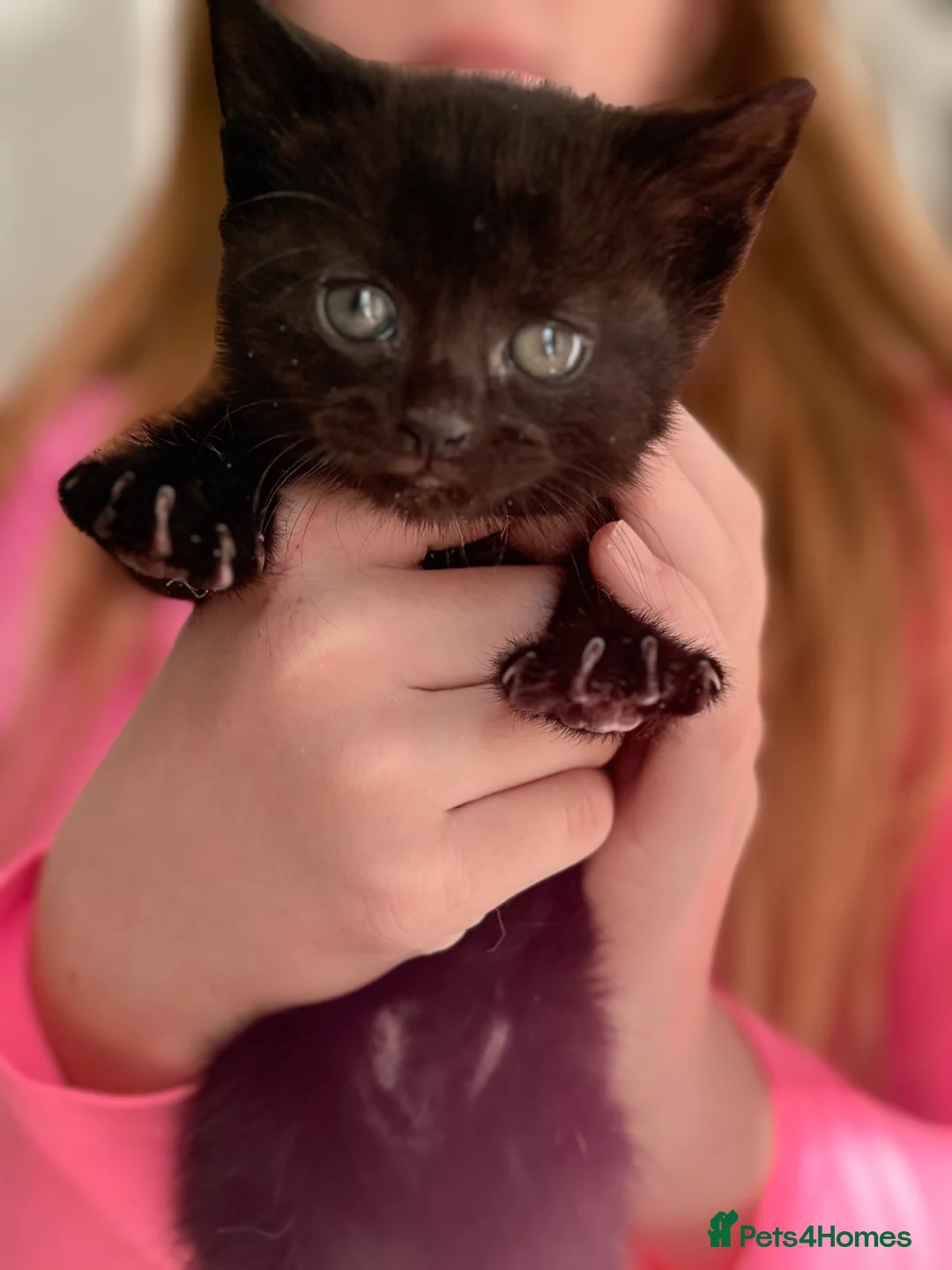 Mixed Breed cats for sale: Adorable kitten ready for new homes  - Advert 4
