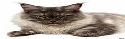 Maine Coon cats for sale: Beautiful White Maine Coon Kittens – Boy & Girl - Advert 1