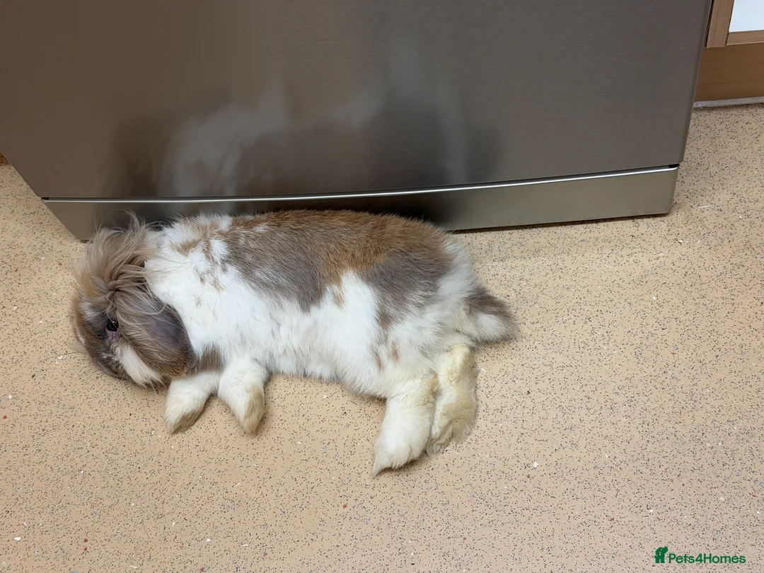 Mini Lop rabbits for sale: Mini Lop crossed Lion Lop Bunnies  - Advert 17