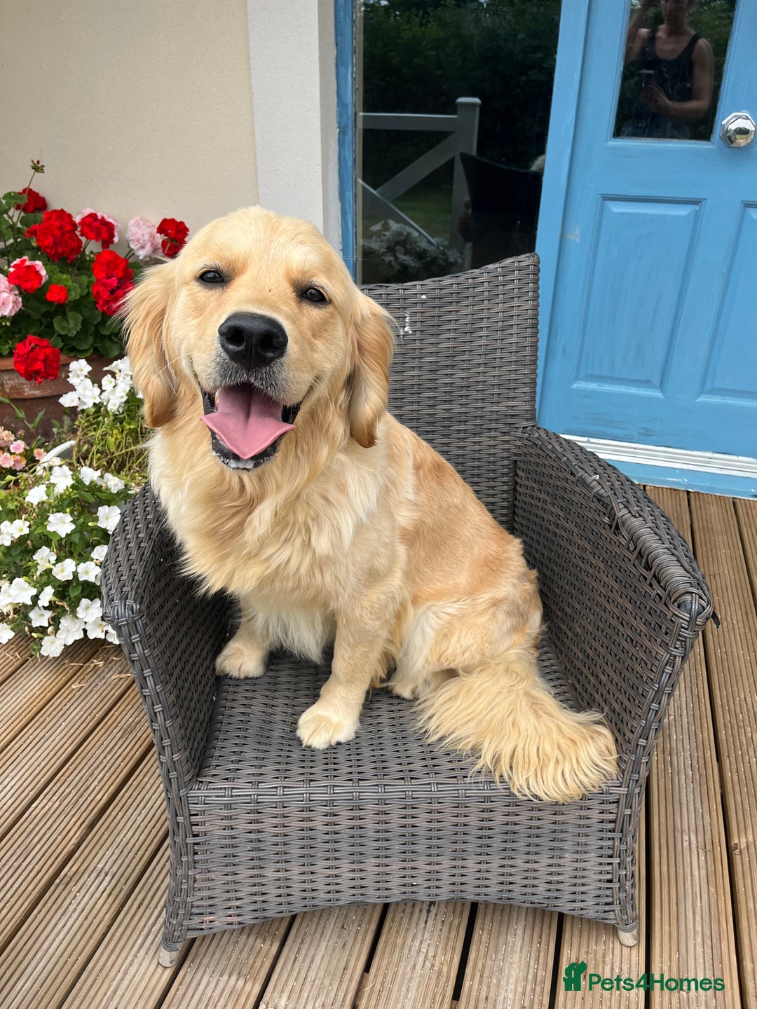 Golden Retriever dogs for sale: Health tested parents - Image 9