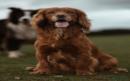 Cocker Spaniel dogs for stud: Stud  - Image 2
