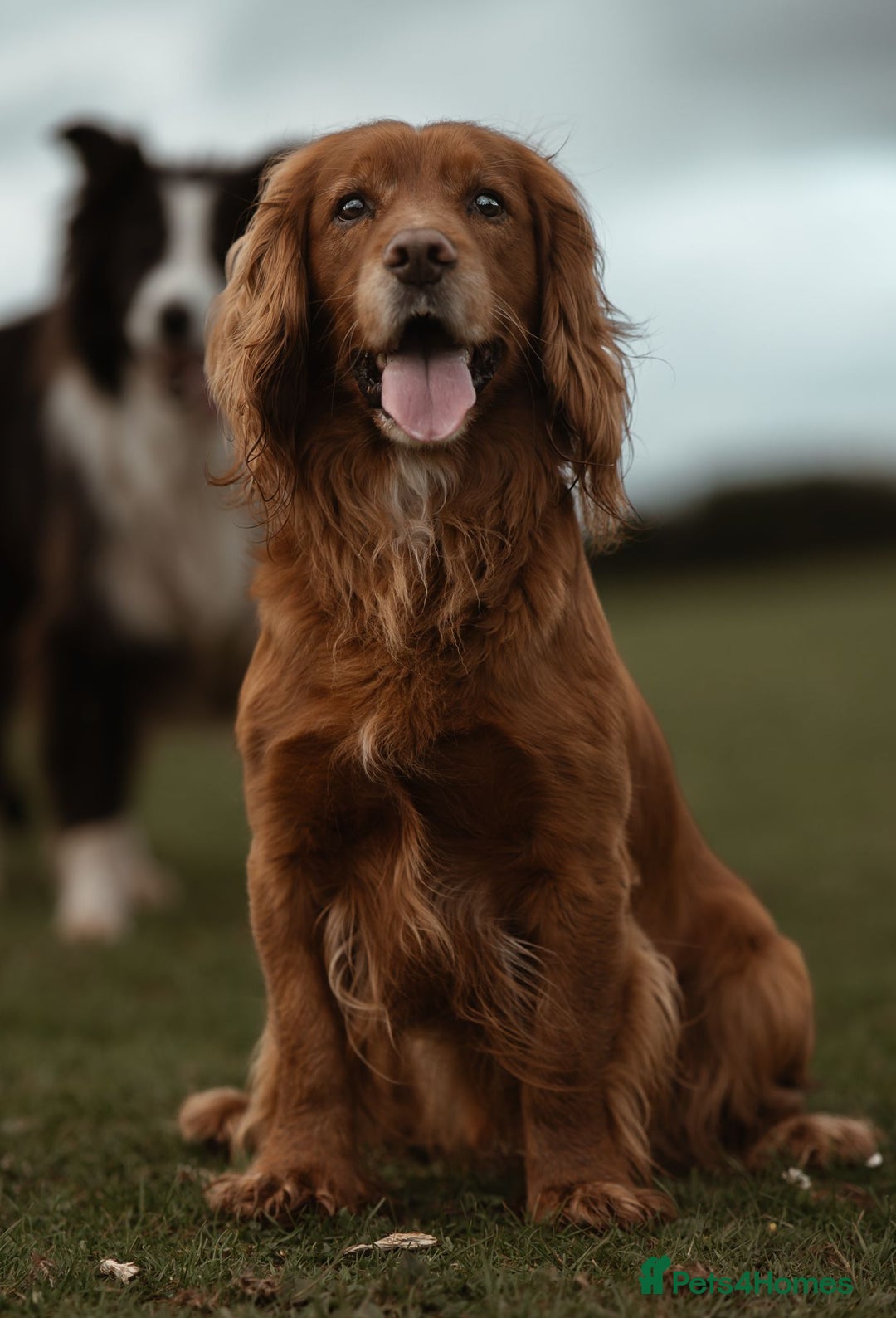 Cocker Spaniel dogs for stud: Stud  - Image 2