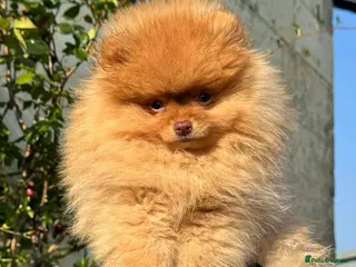 Pomeranian dogs Beautiful light chocolate male - Advert 1