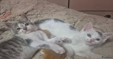 Mixed Breed cats - Advert 7