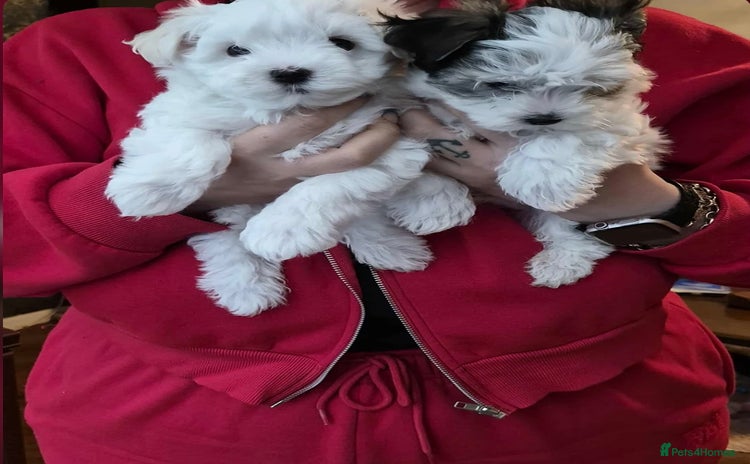 Morkie dogs Black & White MALE Morkie - Advert 5