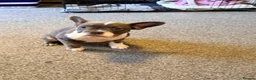 Mixed Breed dogs for sale: English Bulldog X French Bulldog Hybrids - Advert 8