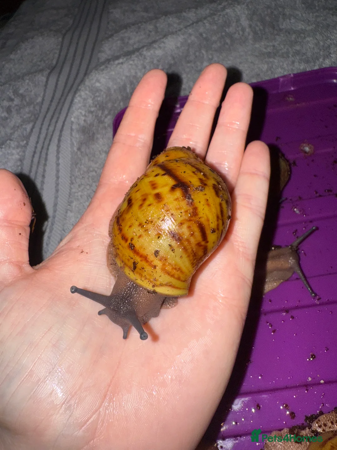 Snails invertebrates for sale: Ovum snails  - Advert 5